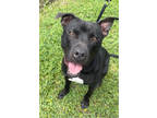Adopt Beta a Black American Pit Bull Terrier / Mixed dog in Okatie