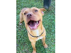 Adopt Squirrel a Brown/Chocolate American Pit Bull Terrier / Mixed dog in