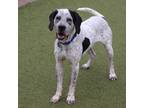 Adopt Bluto a Mixed Breed (Medium) dog in Port Washington, NY (41108362)