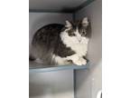 Adopt Charlie a Gray or Blue Domestic Longhair / Domestic Shorthair / Mixed cat