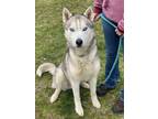 Adopt Timber a Merle Husky / Mixed (short coat) dog in Winchester, VA (41046983)