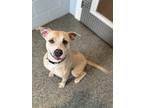 Adopt Lilith a Brindle American Pit Bull Terrier / Mixed Breed (Medium) / Mixed