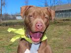 Adopt Juliet a Brown/Chocolate - with White Pit Bull Terrier / Terrier (Unknown