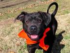 Adopt Gizmo a Black Patterdale Terrier (Fell Terrier) / Whippet / Mixed dog in