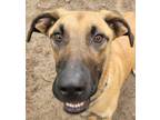 Adopt Buddy a Tan/Yellow/Fawn - with Black Black Mouth Cur / Mixed Breed