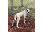 Adopt Darby a White Mixed Breed (Large) / Mixed dog in Green Cove Springs
