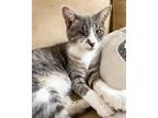 Adopt AJ - JLI a Spotted Tabby/Leopard Spotted Domestic Shorthair / Mixed cat in
