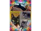 Adopt Mimosa a All Black Domestic Shorthair (short coat) cat in Corinth