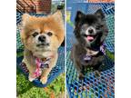 Adopt Coco & Annabelle a Black Pomeranian / Mixed dog in Des Moines