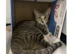Adopt Peep a Brown Tabby Domestic Shorthair (short coat) cat in Wahiawa
