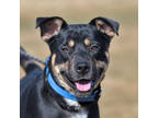 Adopt Benji a Black Mixed Breed (Large) / Mixed dog in Ponderay, ID (40866080)