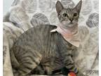 Adopt Monopoly a Gray, Blue or Silver Tabby Domestic Shorthair (short coat) cat