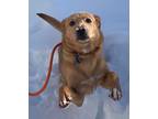 Adopt Holly a Red/Golden/Orange/Chestnut Shepherd (Unknown Type) / Mixed dog in