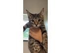 Adopt Rose a Gray, Blue or Silver Tabby Domestic Shorthair (short coat) cat in