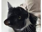 Adopt Prada a Black & White or Tuxedo Domestic Shorthair (short coat) cat in