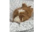 Adopt Harry Bonded With Lloyd (petsmart Huntsville) a Guinea Pig small animal in