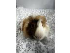 Adopt Lloyd Bonded With Harry (petsmart Huntsville) a Guinea Pig small animal in