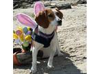 Adopt Caramella George a Tricolor (Tan/Brown & Black & White) Beagle / Mixed dog