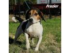 Adopt Frazier Granville a Tricolor (Tan/Brown & Black & White) Beagle / Mixed