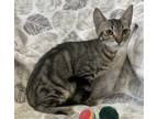 Adopt Yahtzee a Brown Tabby Domestic Shorthair (short coat) cat in Wahiawa