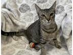 Adopt Mouse Trap a Brown Tabby Domestic Shorthair (short coat) cat in Wahiawa