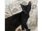 Adopt Battleship a All Black Domestic Shorthair (short coat) cat in Wahiawa