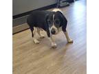 Adopt Mister George a Black - with White Beagle / Mixed dog in Waldorf