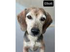 Adopt Elliot Beaufort a Tricolor (Tan/Brown & Black & White) Beagle / Mixed dog