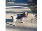 Adopt Grace Onslow a Tricolor (Tan/Brown & Black & White) Beagle / Mixed dog in