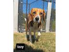 Adopt Izzy Suffolk a Tricolor (Tan/Brown & Black & White) Beagle / Mixed dog in