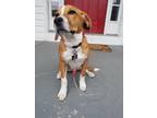 Adopt Cooper Charles (Bodie) a Tan/Yellow/Fawn - with White Beagle / Mixed dog