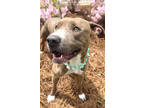 Adopt Sandstone a Tan/Yellow/Fawn American Pit Bull Terrier / Mixed dog in