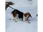Adopt Dilly Warren a Tricolor (Tan/Brown & Black & White) Beagle / Mixed dog in
