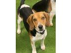 Adopt Shadow Haven a Tricolor (Tan/Brown & Black & White) Beagle / Mixed dog in