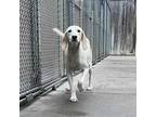 Adopt Holly Beaufort a White - with Tan, Yellow or Fawn Beagle / Mixed dog in