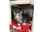 Adopt Tom a Brown Tabby Domestic Shorthair (short coat) cat in Chippewa Falls