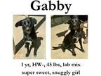 Adopt Gabby a Mixed Breed (Medium) / Mixed dog in Albany, GA (41106614)