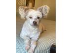 Adopt Laci a White - with Tan, Yellow or Fawn Chinese Crested / Mixed dog in