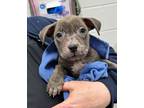 Adopt Wynnie a Merle American Pit Bull Terrier / Mixed Breed (Medium) / Mixed