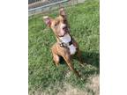 Adopt Apollo a Red/Golden/Orange/Chestnut - with White Pit Bull Terrier / Mixed