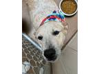 Adopt Kasha a Red/Golden/Orange/Chestnut Australian Cattle Dog / Mixed dog in
