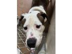 Adopt Poncho a White Boxer / American Pit Bull Terrier / Mixed dog in Winfield