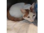 Adopt Vinnie a White Domestic Shorthair / Domestic Shorthair / Mixed cat in