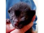 Adopt Mouse 032124 a All Black Domestic Shorthair / Domestic Shorthair / Mixed