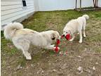 Adopt Gambino(Louie) in Albany NY a White Great Pyrenees / Mixed dog in Lee