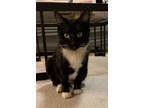 Adopt Marigold a White Domestic Shorthair / Mixed Breed (Medium) / Mixed (short