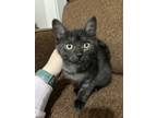 Adopt Asher a All Black Domestic Shorthair (short coat) cat in Norwalk