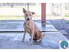 Adopt Sarah a Tan/Yellow/Fawn Shepherd (Unknown Type) / Mixed dog in Walterboro