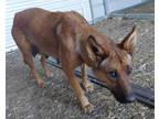 Adopt Maddie a Red/Golden/Orange/Chestnut German Shepherd Dog / Mixed dog in