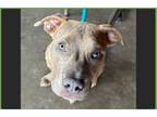 Adopt Stone a Brindle - with White Staffordshire Bull Terrier / Mixed dog in